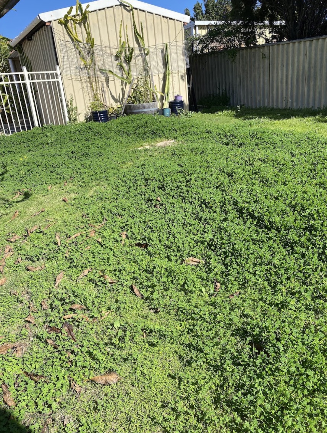 Before: Backyard lawn tidy-up