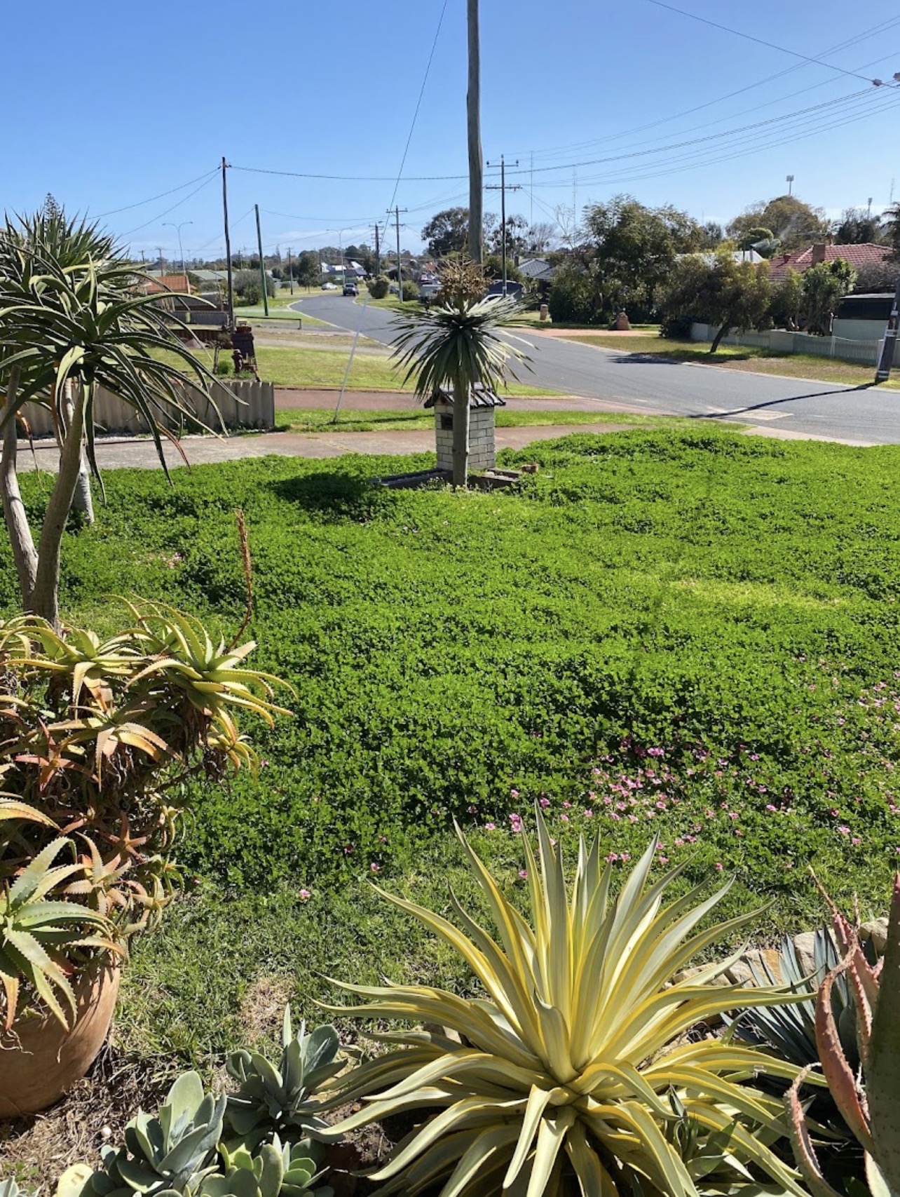 Before: Lawn tidy-up